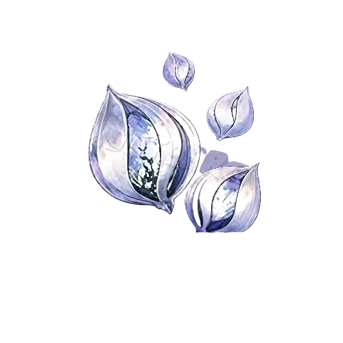 300 Phoenice Plumule